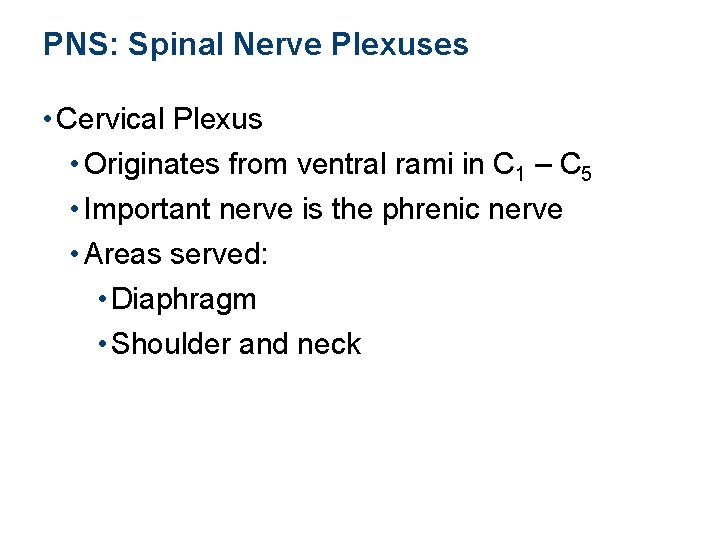 PNS: Spinal Nerve Plexuses • Cervical Plexus • Originates from ventral rami in C