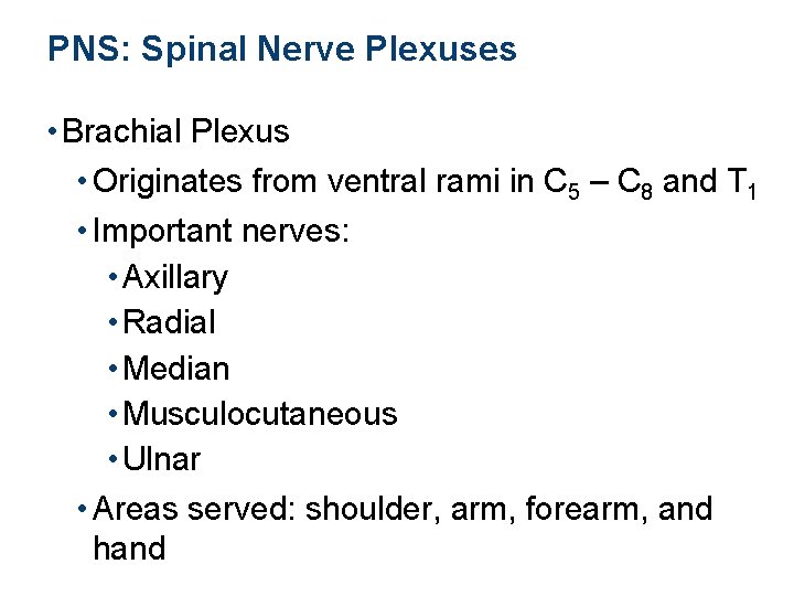 PNS: Spinal Nerve Plexuses • Brachial Plexus • Originates from ventral rami in C
