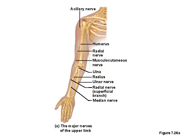 Axillary nerve Humerus Radial nerve Musculocutaneous nerve Ulna Radius Ulnar nerve Radial nerve (superficial