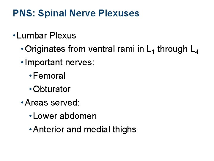 PNS: Spinal Nerve Plexuses • Lumbar Plexus • Originates from ventral rami in L