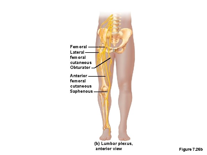 Femoral Lateral femoral cutaneous Obturator Anterior femoral cutaneous Saphenous (b) Lumbar plexus, anterior view