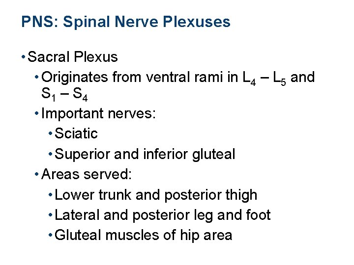 PNS: Spinal Nerve Plexuses • Sacral Plexus • Originates from ventral rami in L