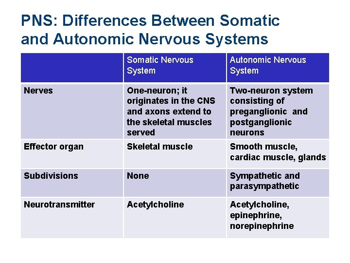 PNS: Differences Between Somatic and Autonomic Nervous Systems Somatic Nervous System Autonomic Nervous System