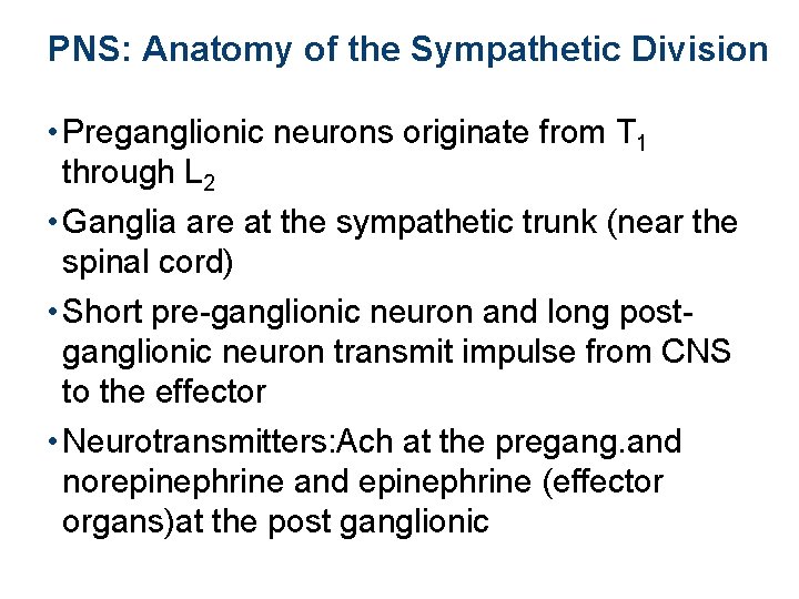 PNS: Anatomy of the Sympathetic Division • Preganglionic neurons originate from T 1 through