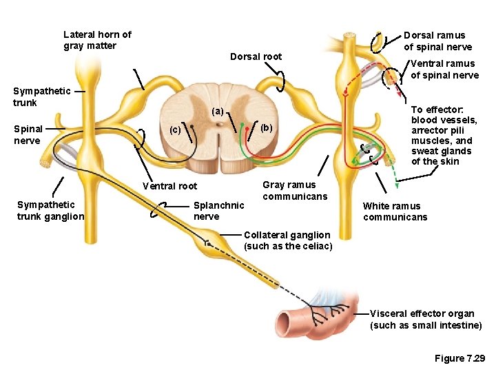 Lateral horn of gray matter Dorsal root Sympathetic trunk Spinal nerve (a) (b) (c)