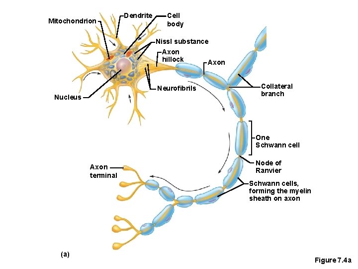 Mitochondrion Dendrite Cell body Nissl substance Axon hillock Axon Neurofibrils Nucleus Collateral branch One