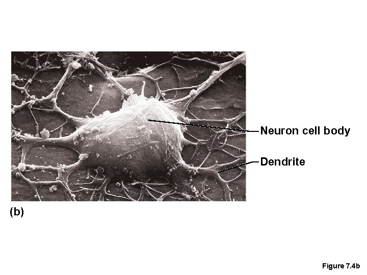 Neuron cell body Dendrite (b) Figure 7. 4 b 