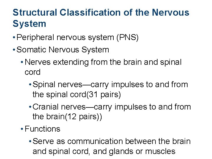 Structural Classification of the Nervous System • Peripheral nervous system (PNS) • Somatic Nervous