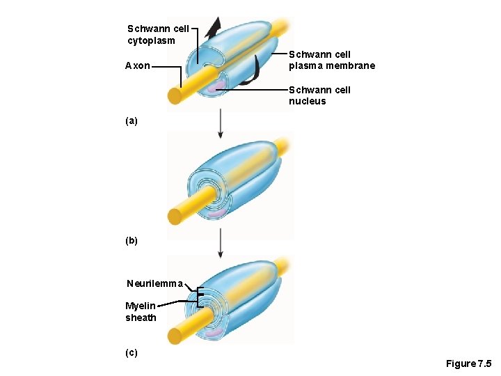 Schwann cell cytoplasm Axon Schwann cell plasma membrane Schwann cell nucleus (a) (b) Neurilemma