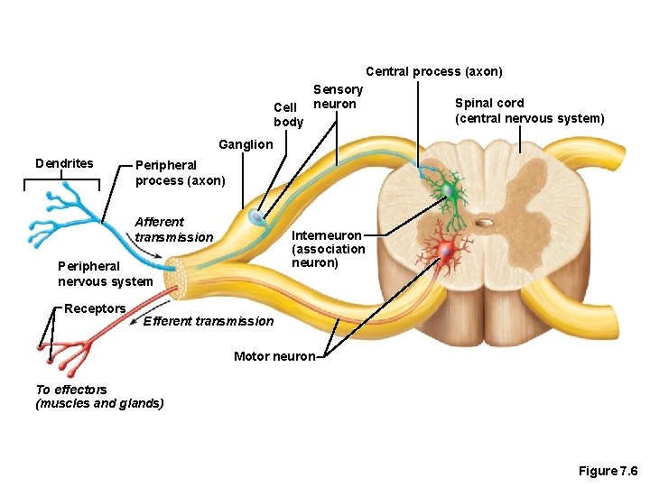 Central process (axon) Cell body Sensory neuron Spinal cord (central nervous system) Ganglion Dendrites