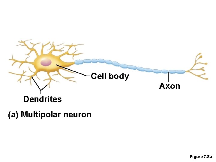 Cell body Axon Dendrites (a) Multipolar neuron Figure 7. 8 a 