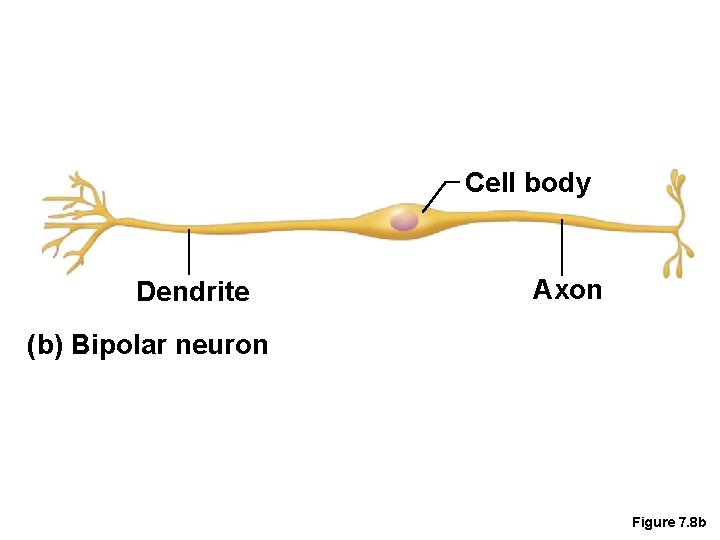 Cell body Dendrite Axon (b) Bipolar neuron Figure 7. 8 b 
