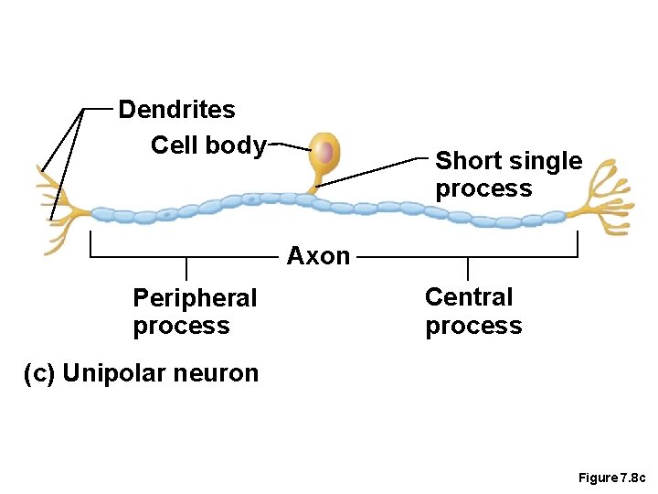 Dendrites Cell body Short single process Axon Peripheral process Central process (c) Unipolar neuron
