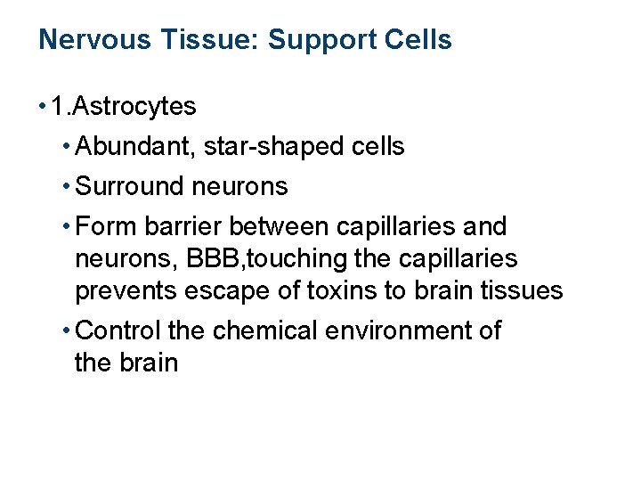 Nervous Tissue: Support Cells • 1. Astrocytes • Abundant, star-shaped cells • Surround neurons