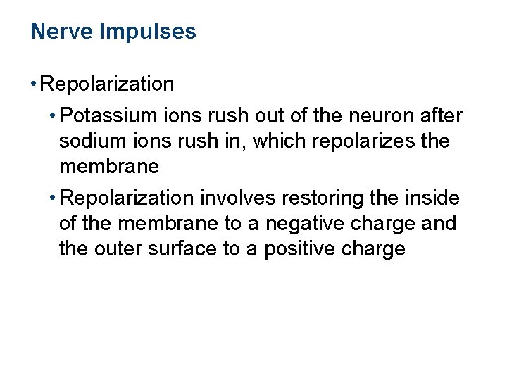 Nerve Impulses • Repolarization • Potassium ions rush out of the neuron after sodium