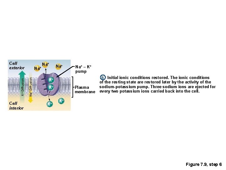 Cell interior Na+ Diffusion K+ Diffusion Cell exterior Na+ Na+ – K+ pump K+