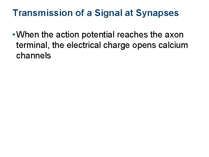 Transmission of a Signal at Synapses • When the action potential reaches the axon