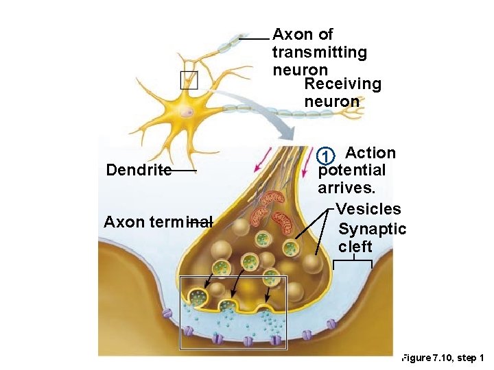 Axon of transmitting neuron Receiving neuron Dendrite Axon terminal 1 Action potential arrives. Vesicles