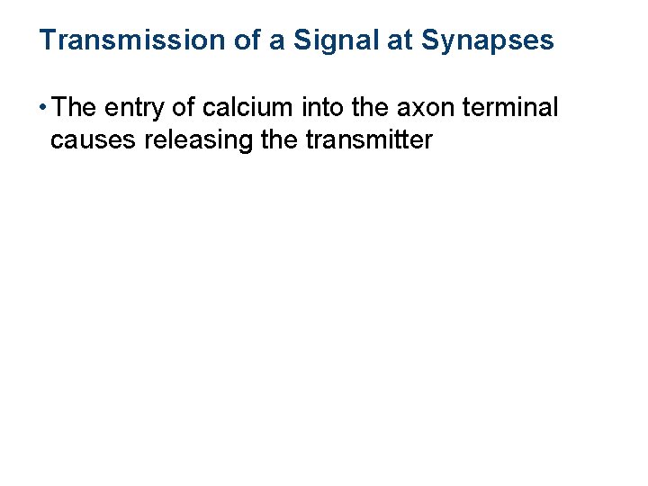 Transmission of a Signal at Synapses • The entry of calcium into the axon