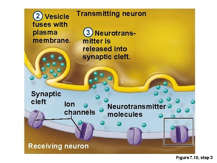 2 Vesicle Transmitting neuron fuses with plasma 3 Neurotransmembrane. mitter is released into synaptic