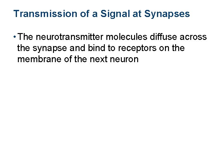 Transmission of a Signal at Synapses • The neurotransmitter molecules diffuse across the synapse