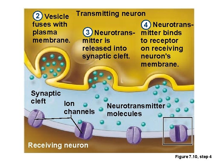2 Vesicle Transmitting neuron fuses with 4 Neurotransplasma 3 Neurotrans- mitter binds membrane. to