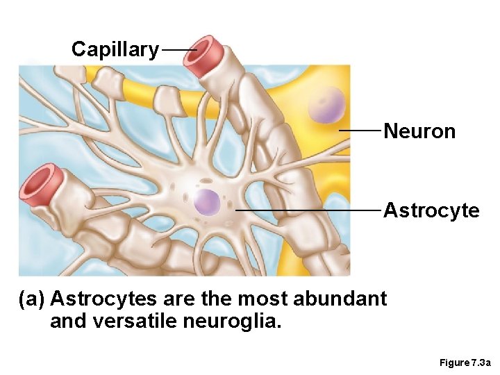 Capillary Neuron Astrocyte (a) Astrocytes are the most abundant and versatile neuroglia. Figure 7.