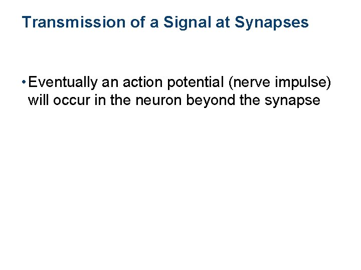 Transmission of a Signal at Synapses • Eventually an action potential (nerve impulse) will