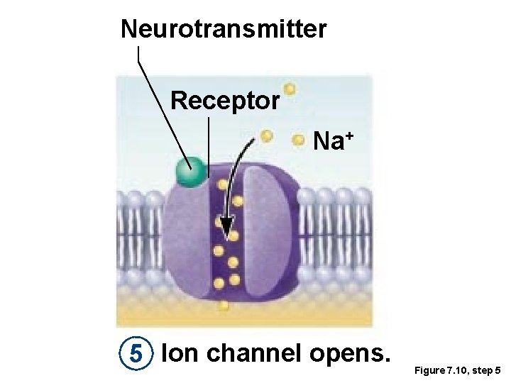Neurotransmitter Receptor Na+ 5 Ion channel opens. Figure 7. 10, step 5 