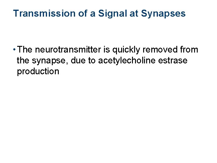 Transmission of a Signal at Synapses • The neurotransmitter is quickly removed from the