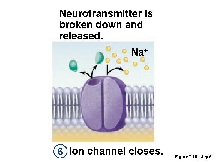 Neurotransmitter is broken down and released. Na+ 6 Ion channel closes. Figure 7. 10,