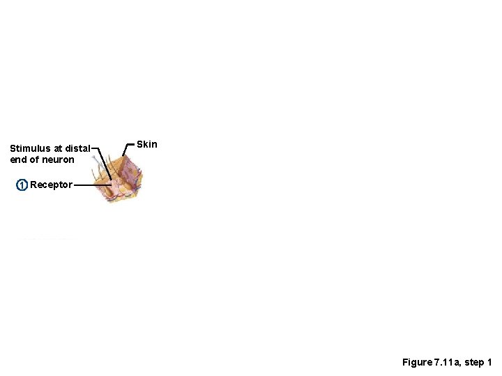 Stimulus at distal end of neuron Skin 1 Receptor Figure 7. 11 a, step