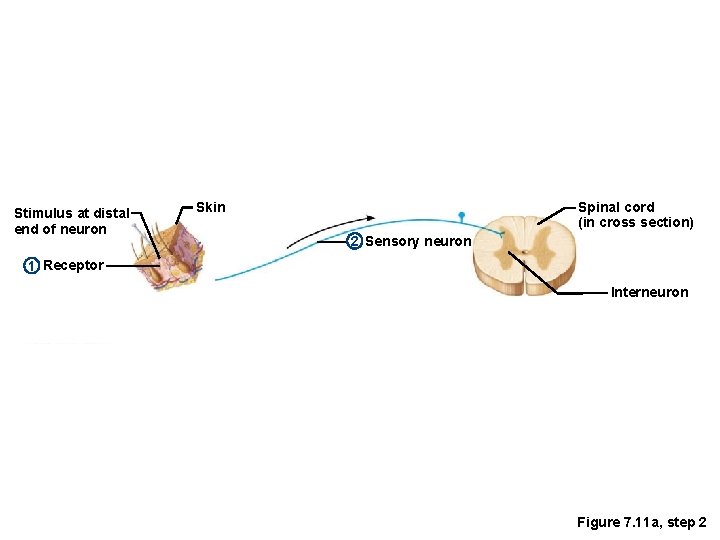 Stimulus at distal end of neuron Spinal cord (in cross section) Skin 2 Sensory