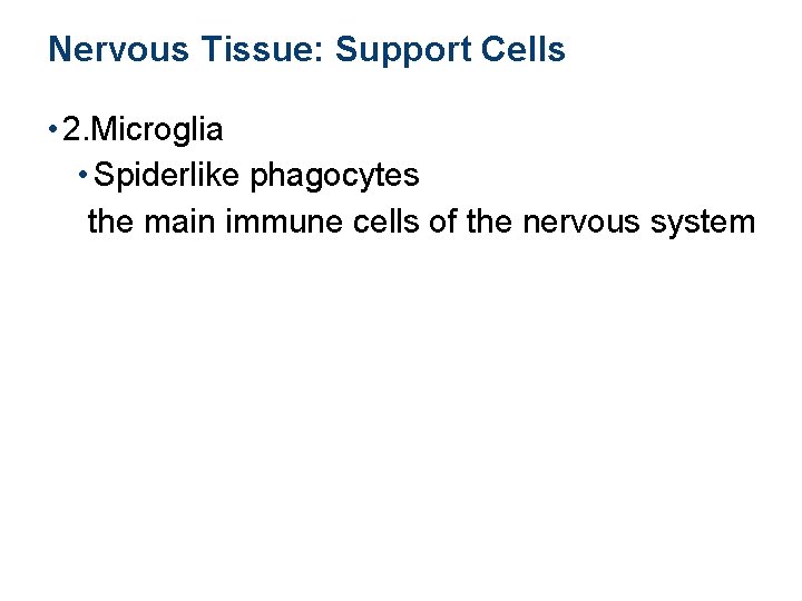 Nervous Tissue: Support Cells • 2. Microglia • Spiderlike phagocytes the main immune cells