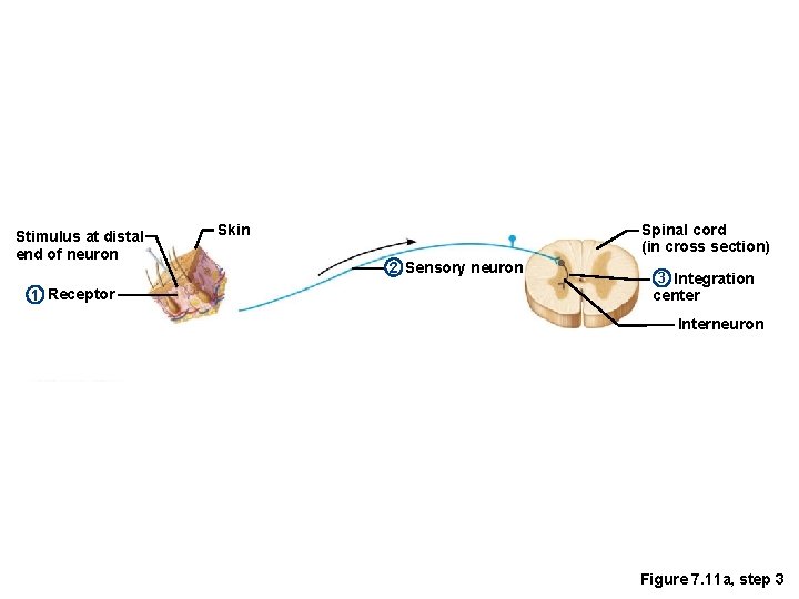 Stimulus at distal end of neuron 1 Receptor Spinal cord (in cross section) Skin