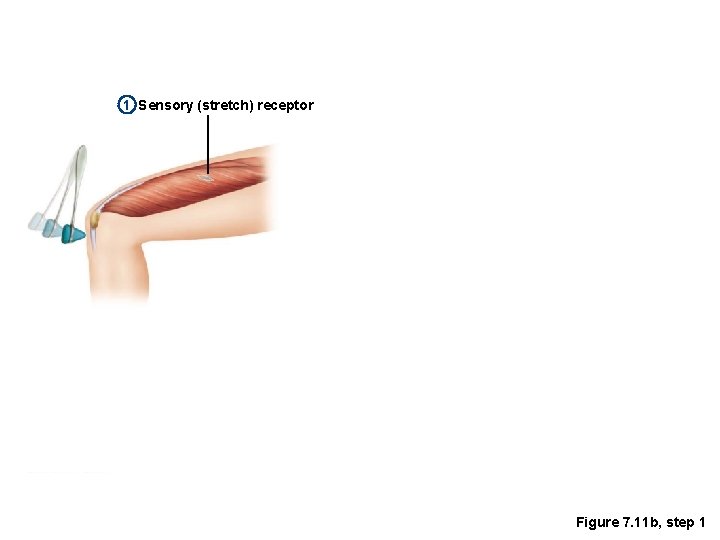 1 Sensory (stretch) receptor Figure 7. 11 b, step 1 