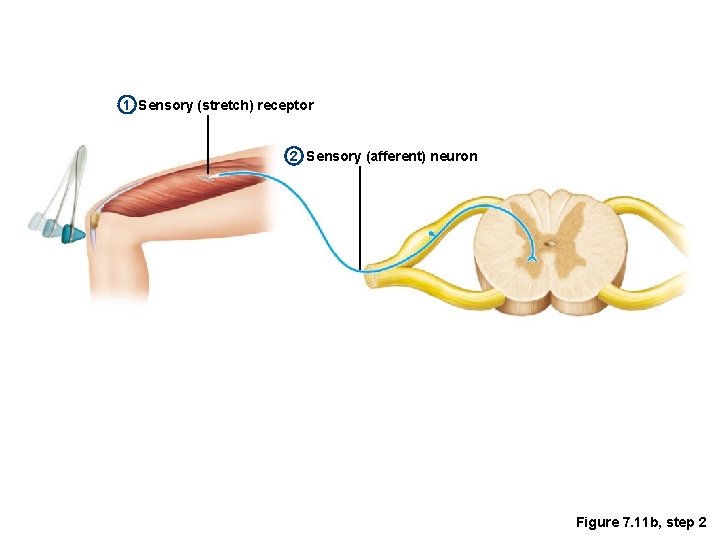 1 Sensory (stretch) receptor 2 Sensory (afferent) neuron Figure 7. 11 b, step 2
