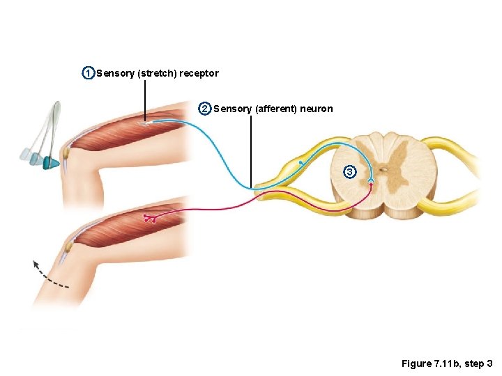1 Sensory (stretch) receptor 2 Sensory (afferent) neuron 3 Figure 7. 11 b, step
