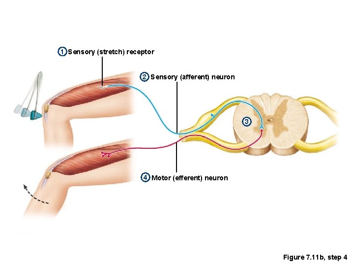 1 Sensory (stretch) receptor 2 Sensory (afferent) neuron 3 4 Motor (efferent) neuron Figure