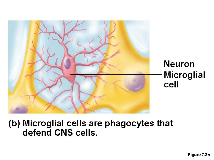 Neuron Microglial cell (b) Microglial cells are phagocytes that defend CNS cells. Figure 7.