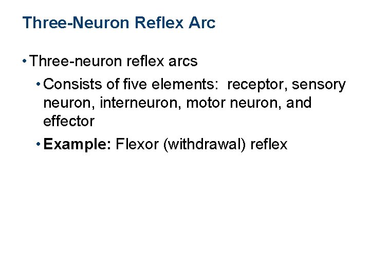 Three-Neuron Reflex Arc • Three-neuron reflex arcs • Consists of five elements: receptor, sensory