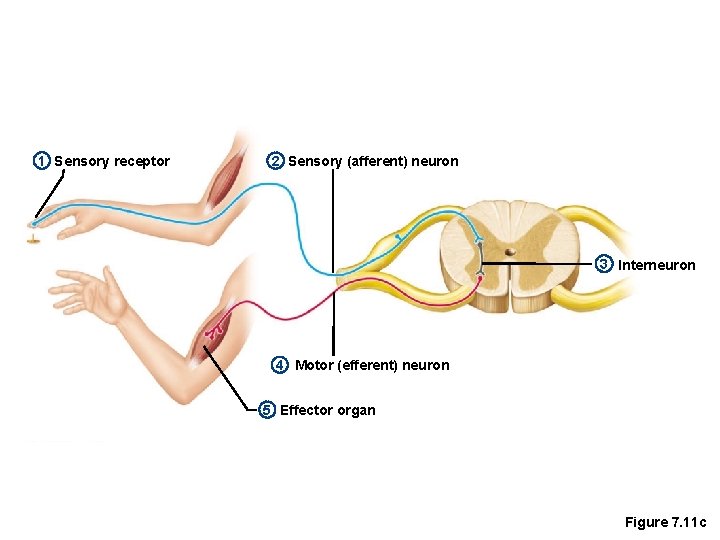 1 Sensory receptor 2 Sensory (afferent) neuron 3 Interneuron 4 Motor (efferent) neuron 5