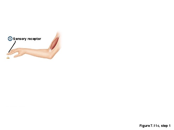 1 Sensory receptor Figure 7. 11 c, step 1 