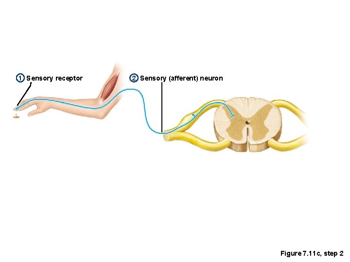 1 Sensory receptor 2 Sensory (afferent) neuron Figure 7. 11 c, step 2 