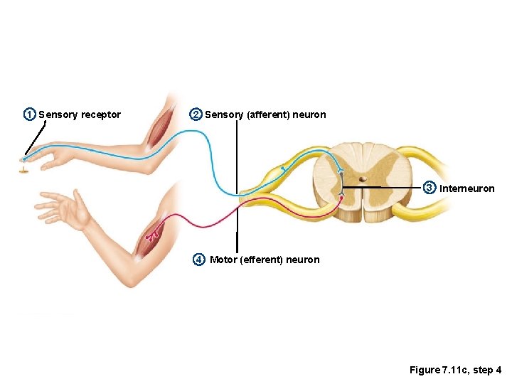 1 Sensory receptor 2 Sensory (afferent) neuron 3 Interneuron 4 Motor (efferent) neuron Figure