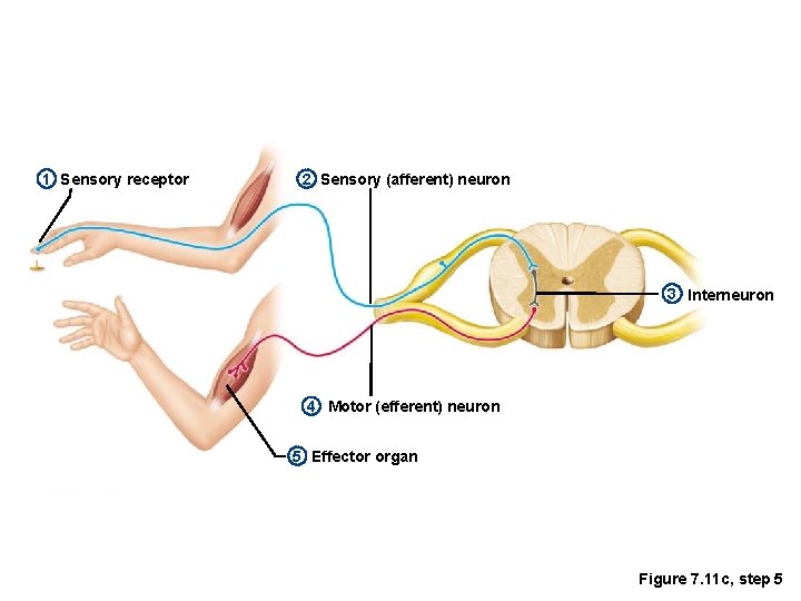 1 Sensory receptor 2 Sensory (afferent) neuron 3 Interneuron 4 Motor (efferent) neuron 5