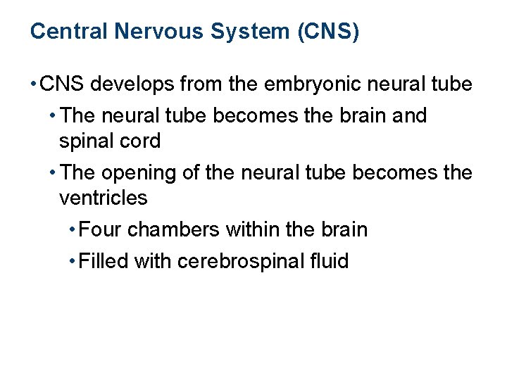 Central Nervous System (CNS) • CNS develops from the embryonic neural tube • The