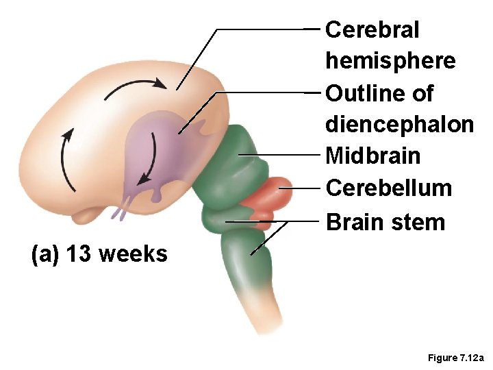 Cerebral hemisphere Outline of diencephalon Midbrain Cerebellum Brain stem (a) 13 weeks Figure 7.