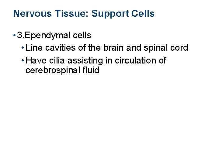 Nervous Tissue: Support Cells • 3. Ependymal cells • Line cavities of the brain
