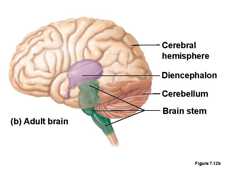 Cerebral hemisphere Diencephalon Cerebellum Brain stem (b) Adult brain Figure 7. 12 b 